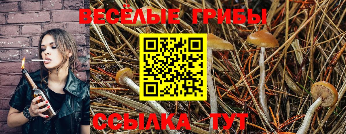 Галлюциногенные грибы Psilocybe Саянск